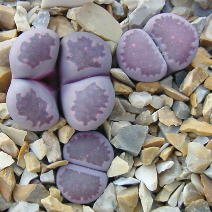 Lithops salicola 'bacchus' 15k.